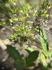 Galium nuttallii