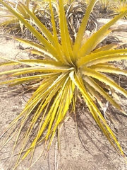 Encholirium spectabile