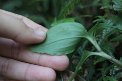 Goodyera foliosa