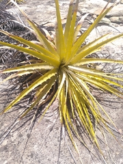 Encholirium spectabile