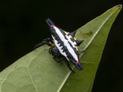 Gasteracantha geminata