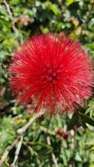 Calliandra haematocephala
