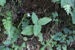 Goodyera foliosa