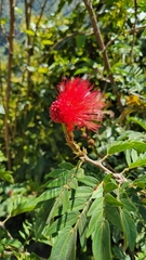 Calliandra haematocephala