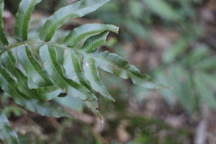 Plagiogyria japonica