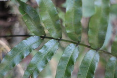 Plagiogyria japonica