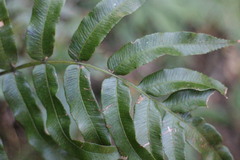 Plagiogyria japonica