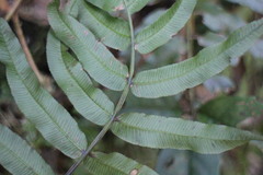 Plagiogyria japonica