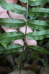 Plagiogyria japonica