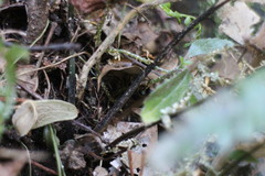 Plagiogyria japonica