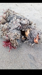 Pyura chilensis
