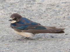 Hirundo rustica rustica