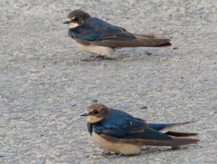Hirundo rustica rustica