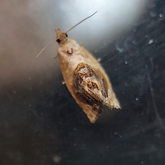 Acroceuthes metaxanthana