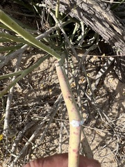 Euphorbia lomelii