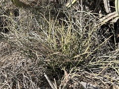 Euphorbia lomelii