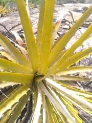 Encholirium spectabile