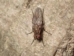 Schizophora