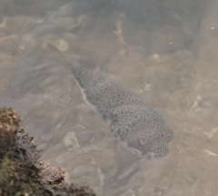 Tetractenos hamiltoni