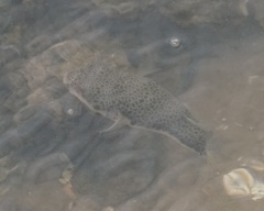 Tetractenos hamiltoni