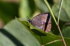 Mahathala ameria