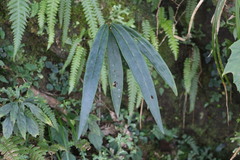 Ardisia crispa
