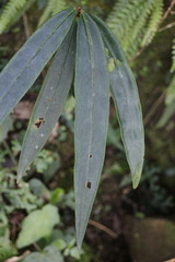Ardisia crispa