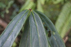 Ardisia crispa