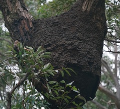 Nasutitermes walkeri