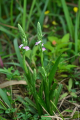 Spiranthes sinensis