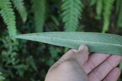 Ardisia crispa