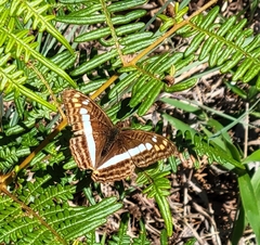 Adelpha alala