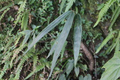 Ardisia crispa