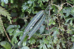 Gardneria multiflora