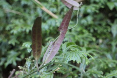 Gardneria multiflora