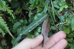 Gardneria multiflora