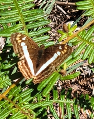 Adelpha alala