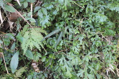 Gardneria multiflora