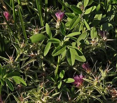 Centaurea calcitrapa