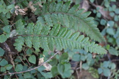 Leptogramma tottoides