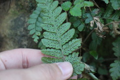 Leptogramma tottoides