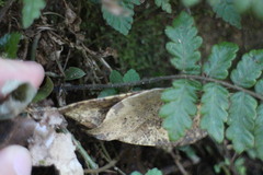 Leptogramma tottoides