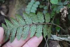 Leptogramma tottoides