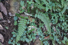 Leptogramma tottoides