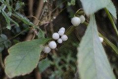 Rhynchotechum discolor