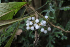 Rhynchotechum discolor