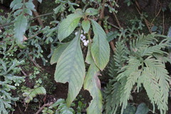 Rhynchotechum discolor