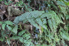 Microlepia obtusiloba