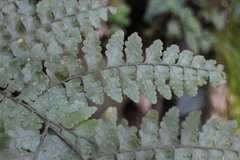 Microlepia obtusiloba