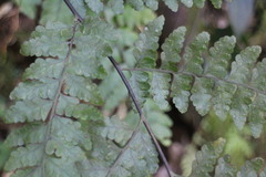 Microlepia obtusiloba